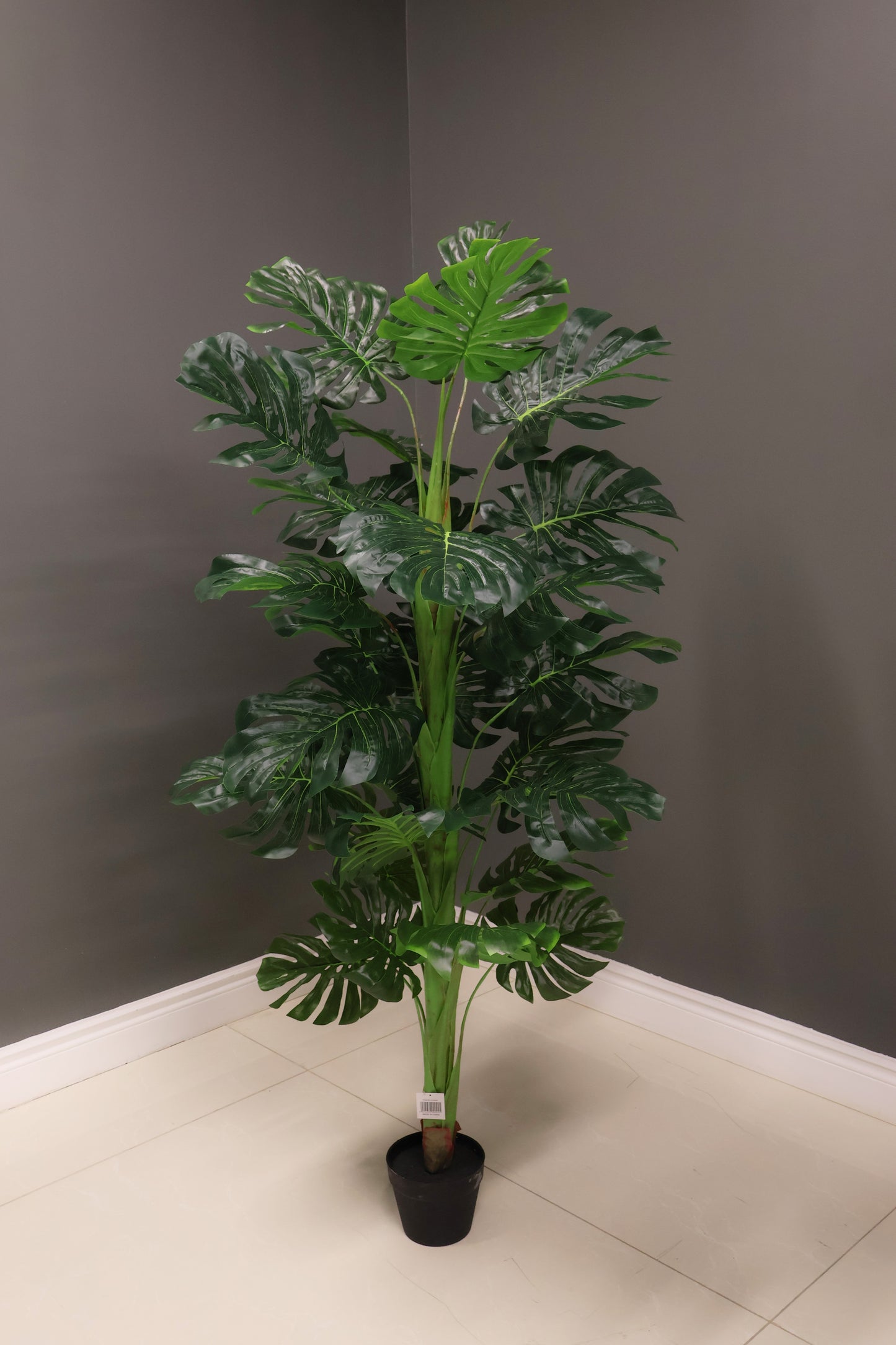 MONSTERA — 59.1" (150 cm)