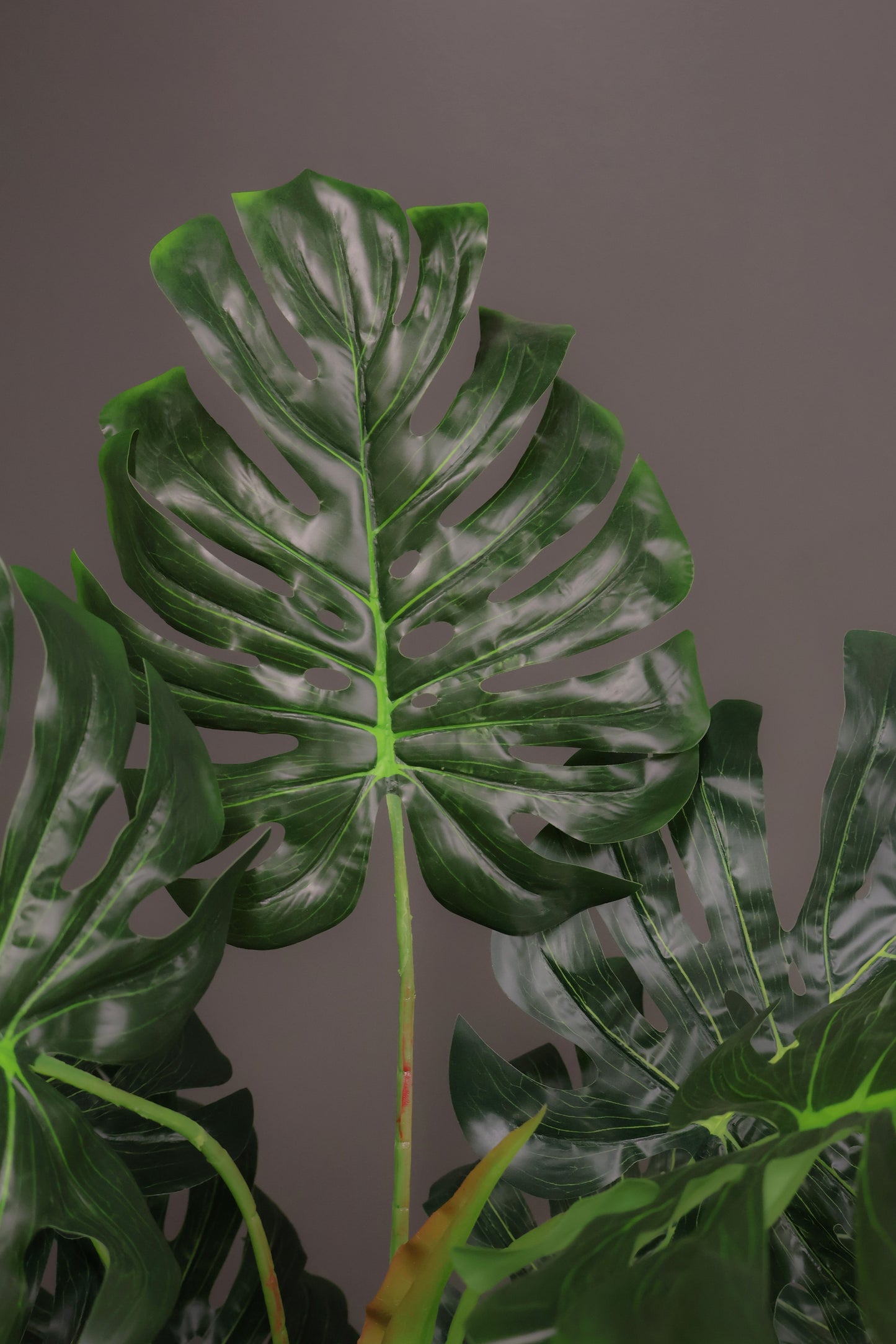 MONSTERA — 59.1" (150 cm)