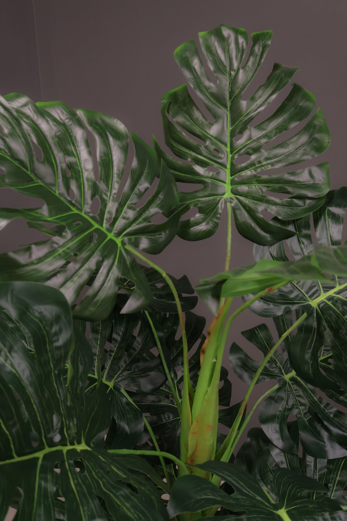 MONSTERA — 59.1" (150 cm)