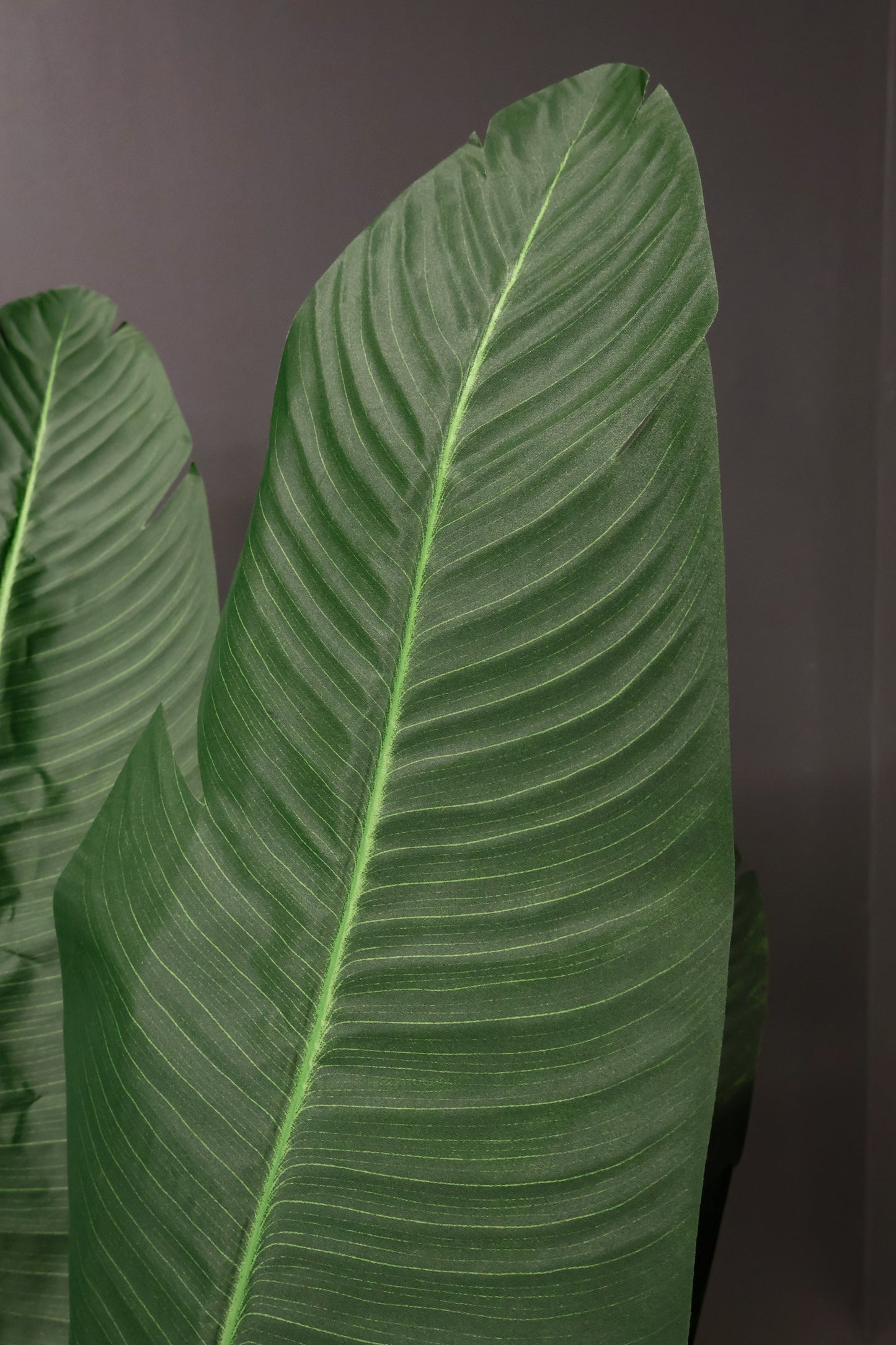 BIRD OF PARADISE (STRELITZIA) — 63" (160 cm)