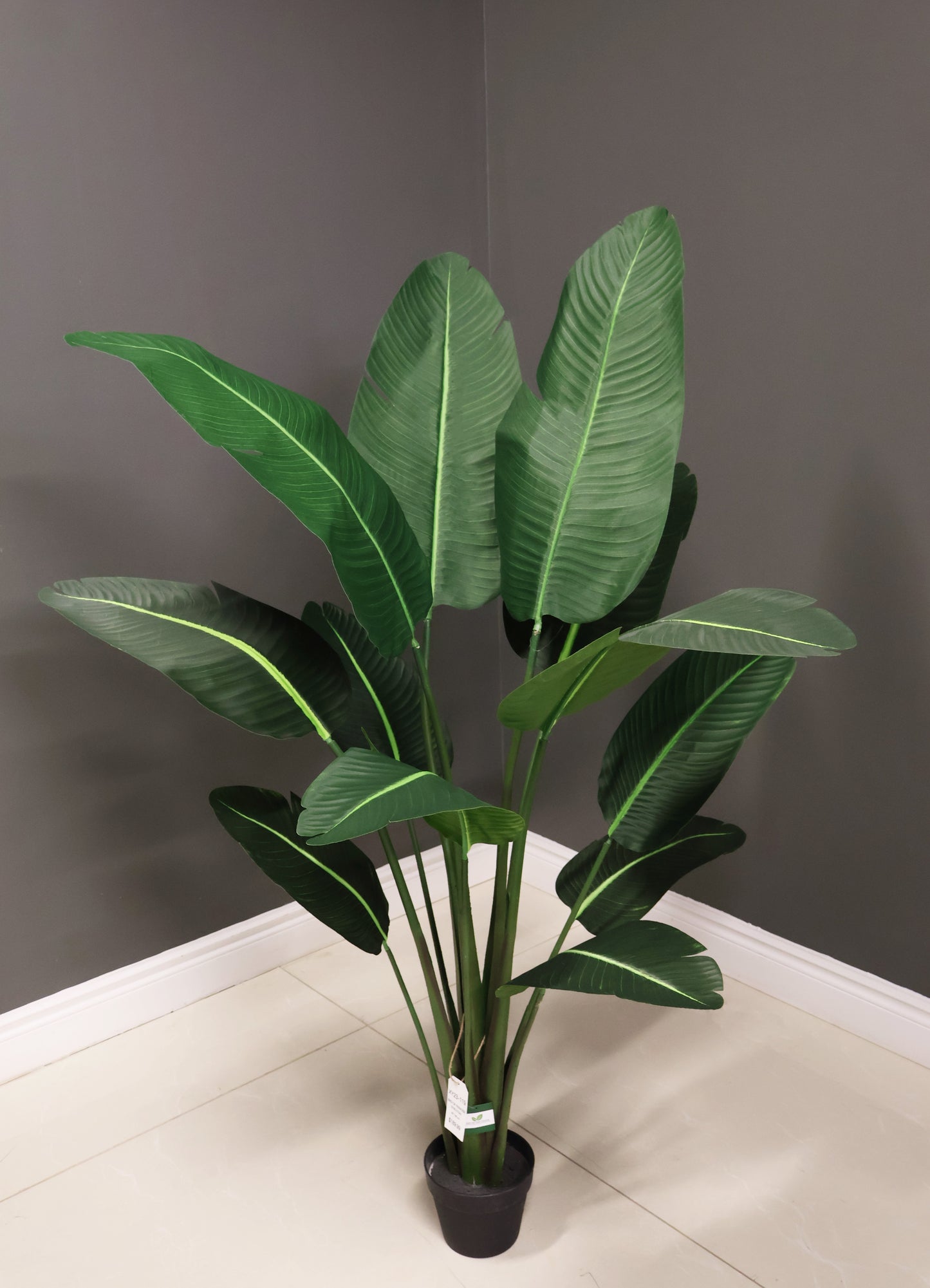 BIRD OF PARADISE (STRELITZIA) — 63" (160 cm)