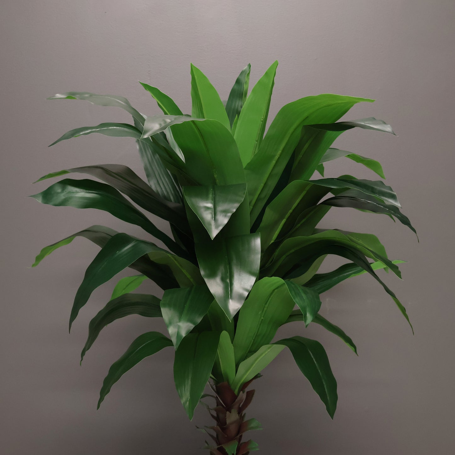 SOLID GREEN DRACAENA — 39.4" (100 cm)