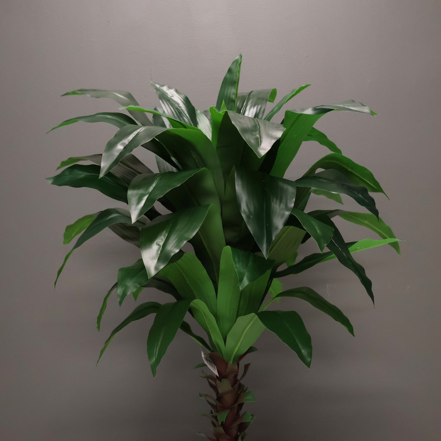 SOLID GREEN DRACAENA — 39.4" (100 cm)