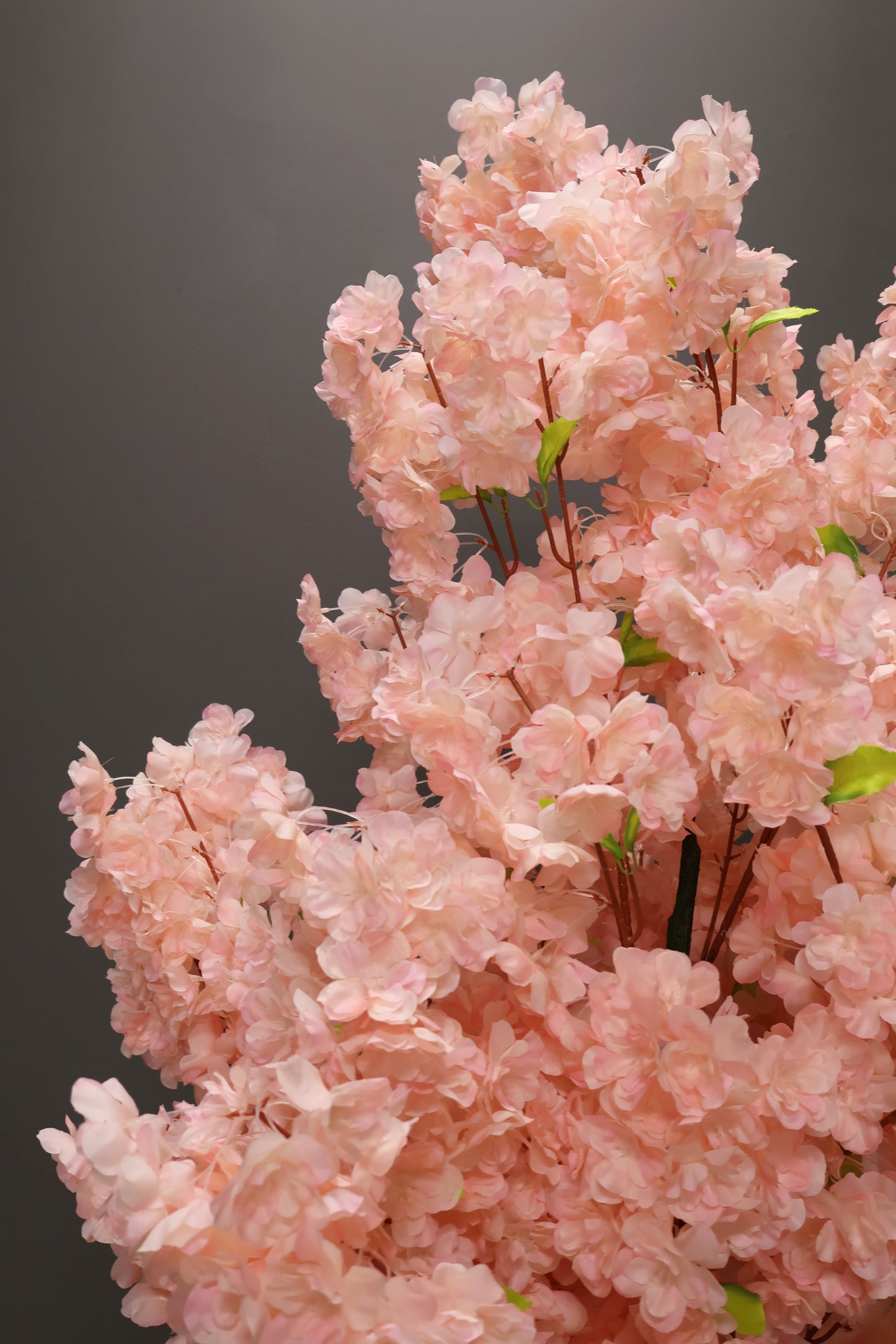 CHERRY BLOSSOM — 70.9" (180 cm)